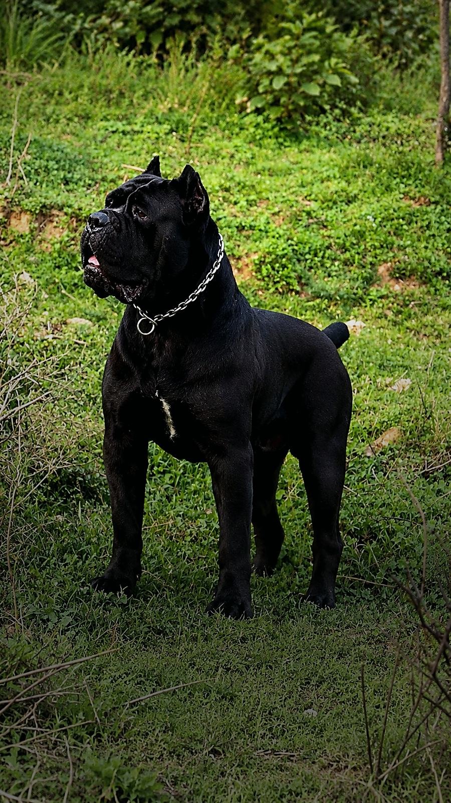 Cane Corso