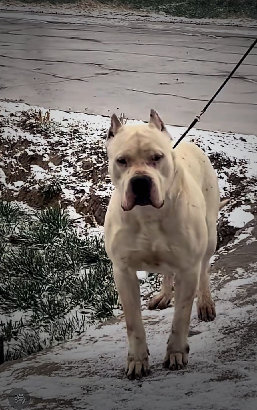 Dogo Argentino